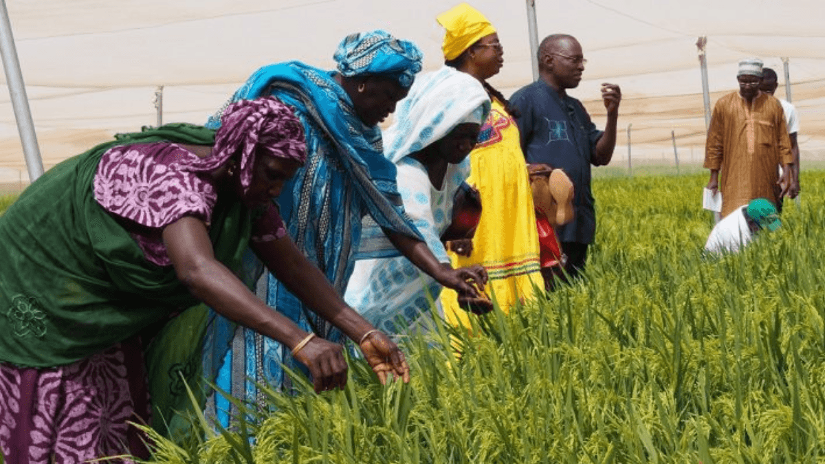 Women Farmers Lead The Charge In Senegal's Rice Revolution