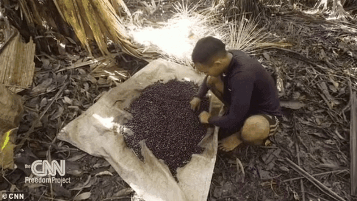 Hazardous Child Labour Exposed In Brazil's Acai Berry Harvesting