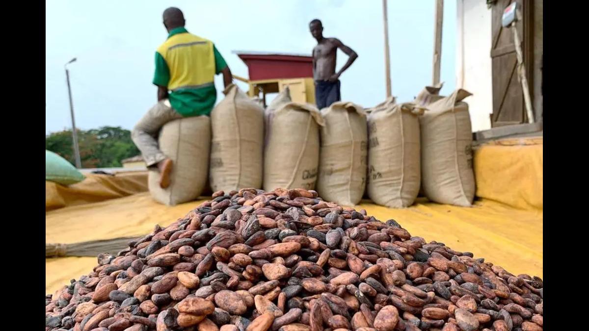 Wet Weather, Disease Ravage West African Cocoa Crops Driving Up Global Prices