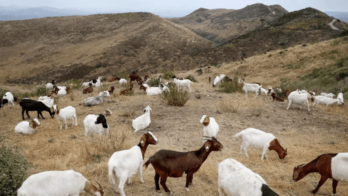 Minnesota Goat Contracts Highly Pathogenic Avian Influenza