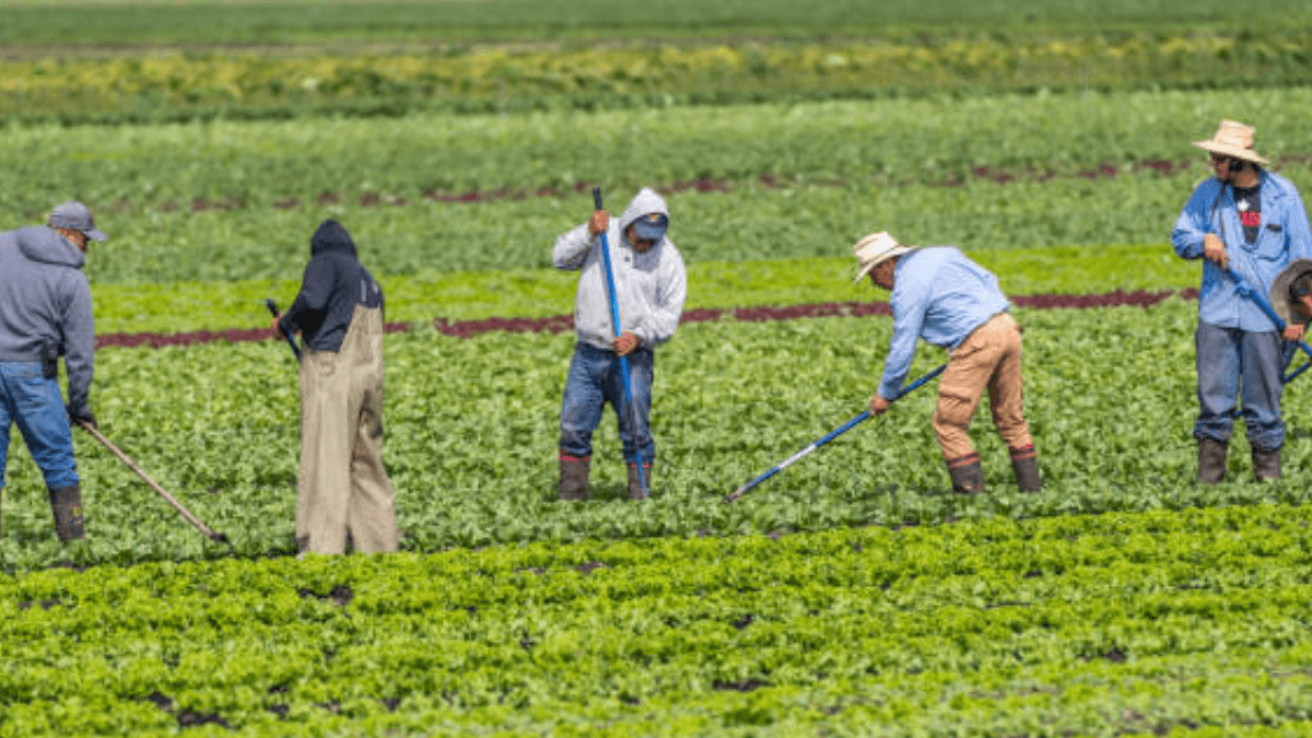 France Loosens Criteria For Non-EU Agricultural Workers To Address Over 70,000 Vacancies