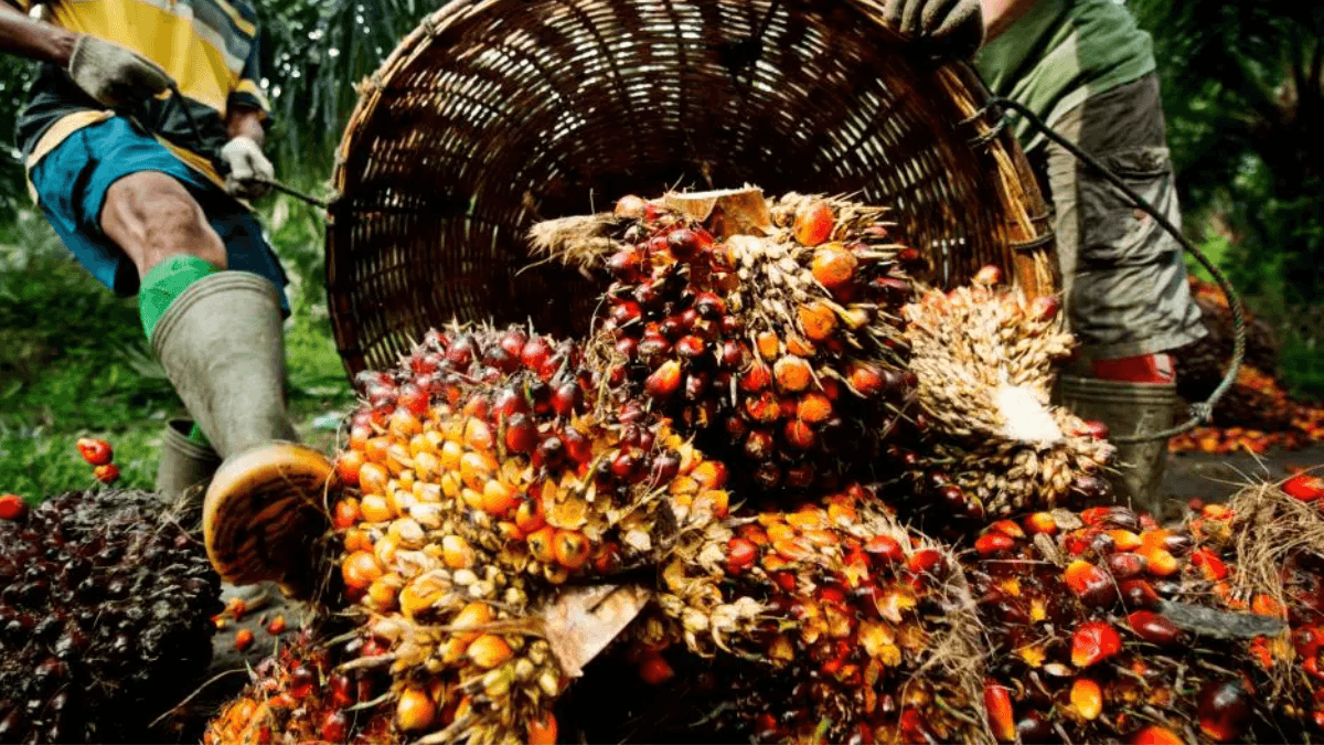 WTO Challenges EU's Palm Oil Biofuel Ban, Citing Discrimination Against Malaysia