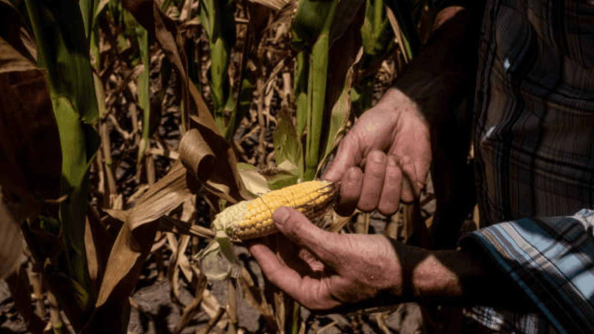 Corn Stunt Disease Threatens Argentina's Crop Outlook