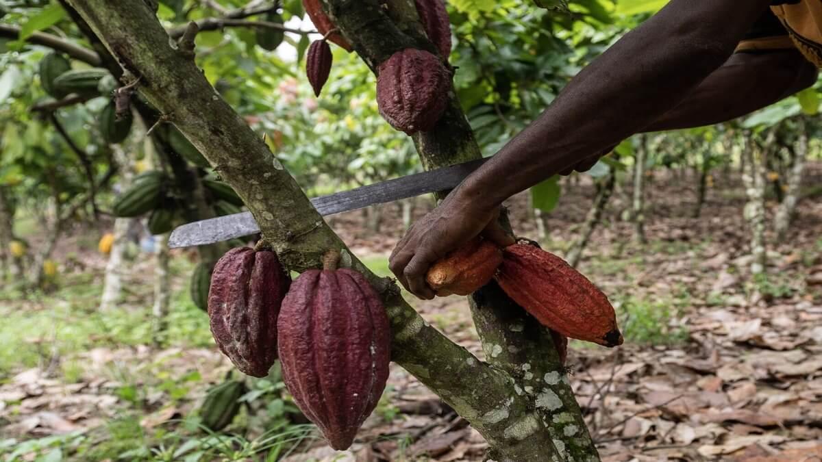 Ugandan Cocoa Farmers Battle Surge in Thefts