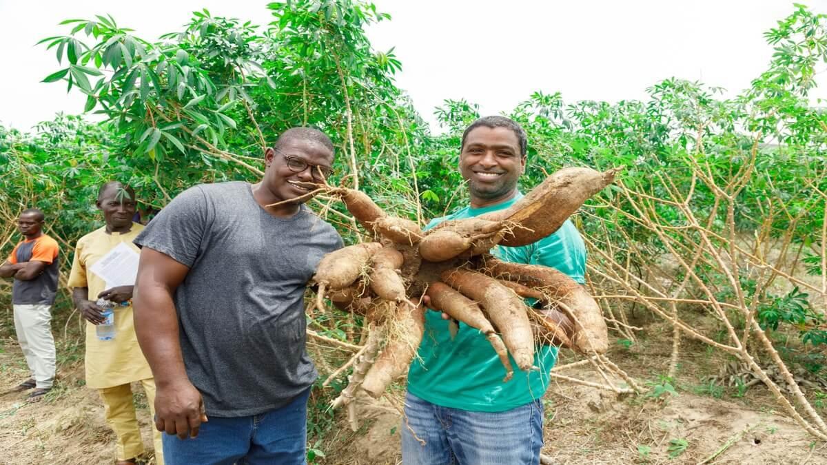 Kogi State Ramps Up Cassava Production, To Hire 1,000 Extension Workers