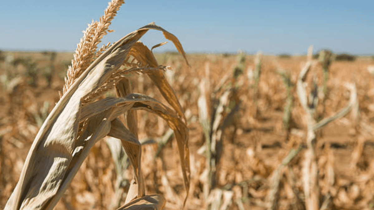 FAO Report Shows Southern Africa Faces Impending Maize Shortfall