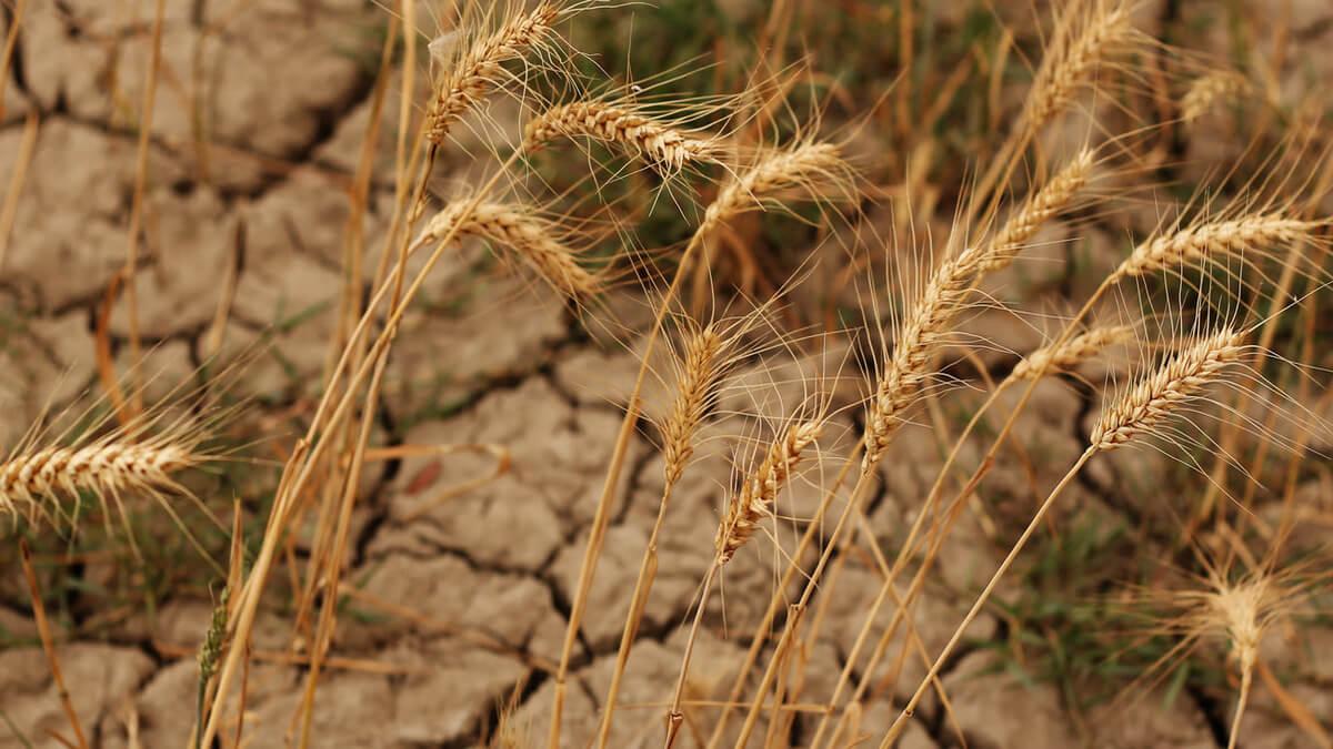 Namibia Faces Significant Drop In Cereal Production Due To Drought