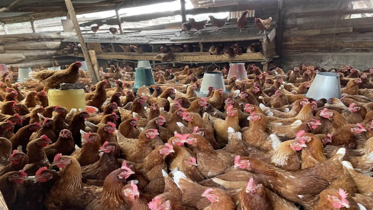 Kenyan Poultry Farmers Object to US Market Access Demands