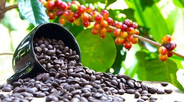 Uganda's Coffee Boom Faces Concentration Concerns as Few Firms Dominate Exports