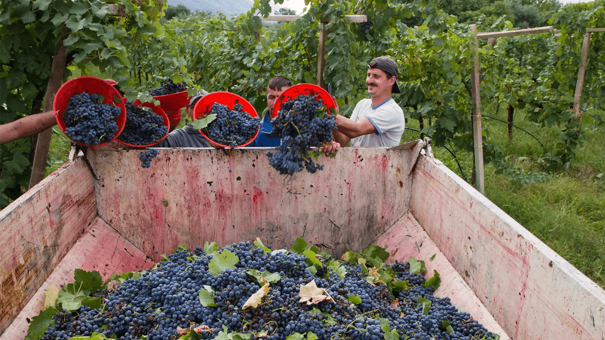 European Winemakers Reel From Worst Harvest In 62 Years