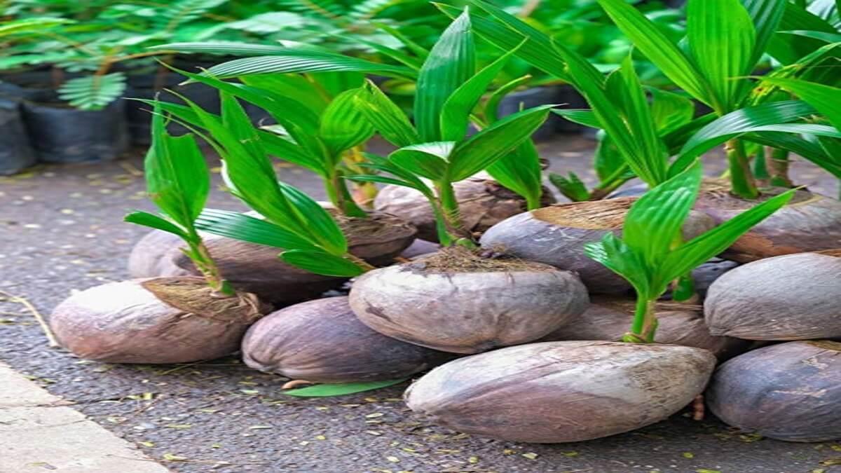 Kenyan Government Distributes High-Yield Seedlings To Boost Local Coconut Production