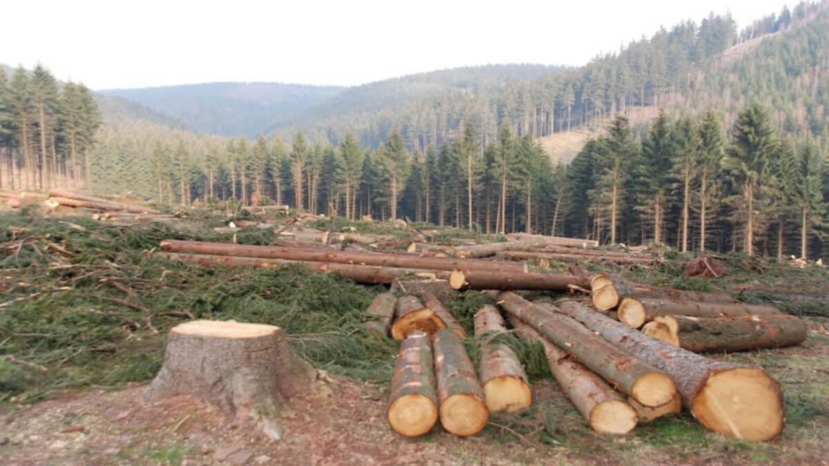 Nigeria Loses Forest Area The Size Of Three States Combined To Deforestation
