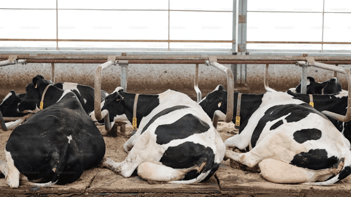 HPAI Outbreak Hits US Dairy Cattle: 12 Cases Across 5 States