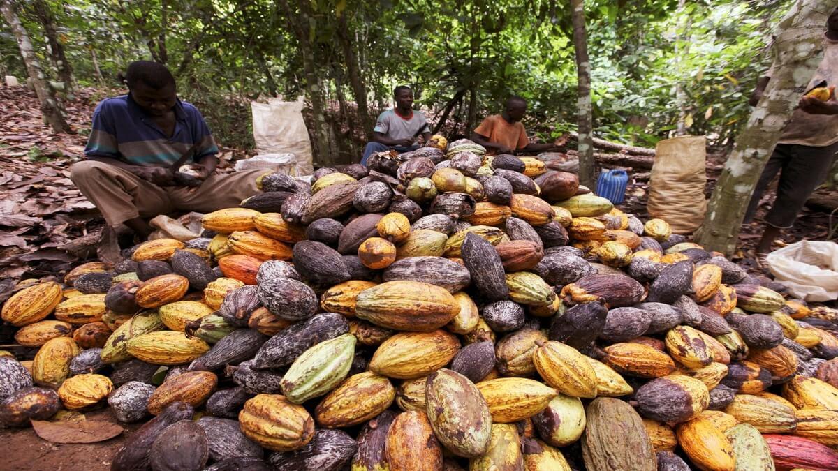 Ivory Coast Raises Cocoa Prices To Benefit Local Farmers