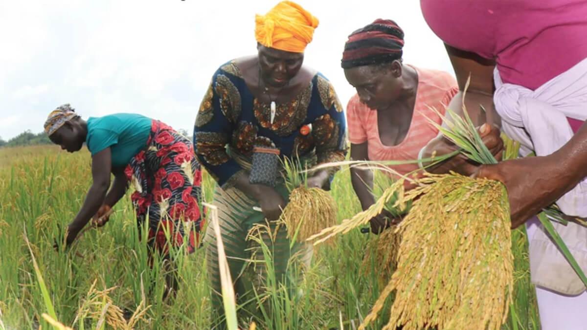 Liberia Makes Strides In Rice Production, Seeks To Address Market Challenges