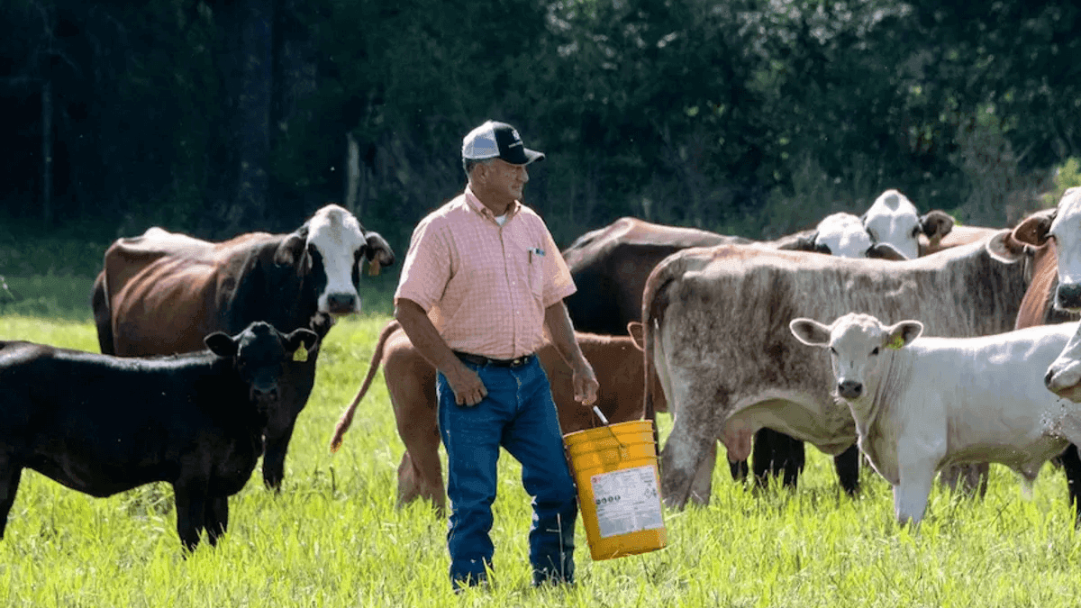 Livestock Producers In Canada To Receive Funds From Feed Program
