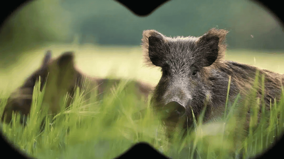 Canada Invests $2.6 Million To Curb Wild Pigs Population In Manitoba