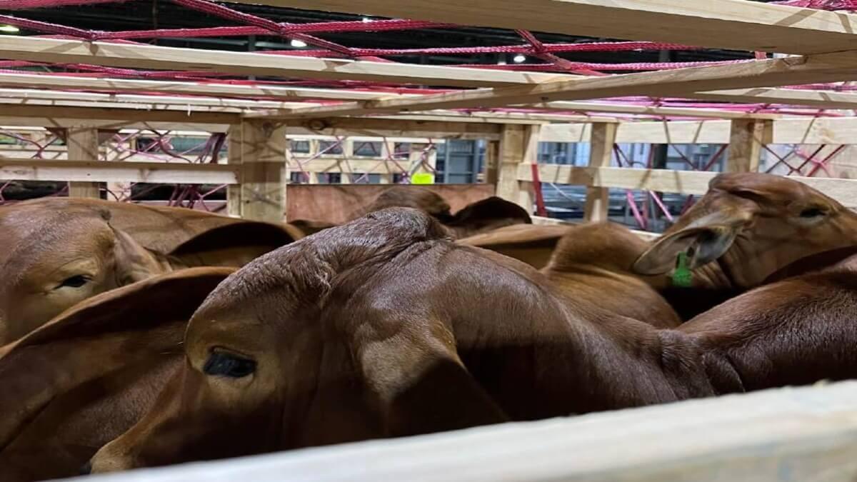 Australian Cattle, Goats To Supercharge Botswana's Livestock Industry