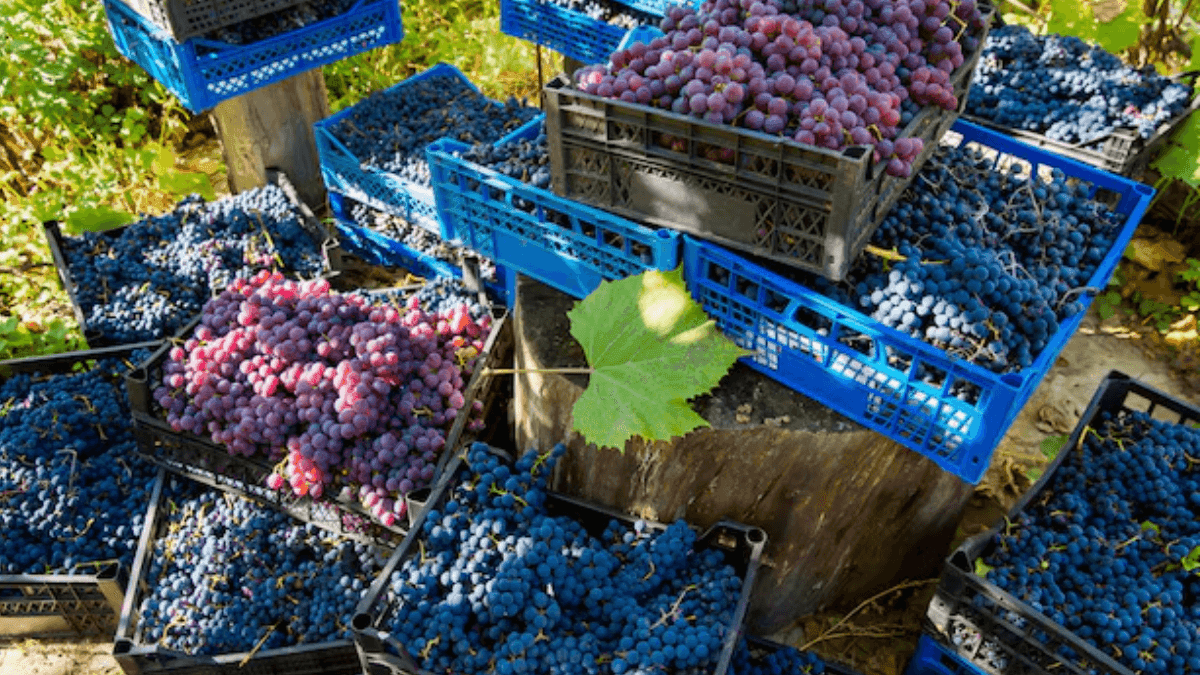 Heavy Rains Reduce Brazilian Grape Exports By 80%