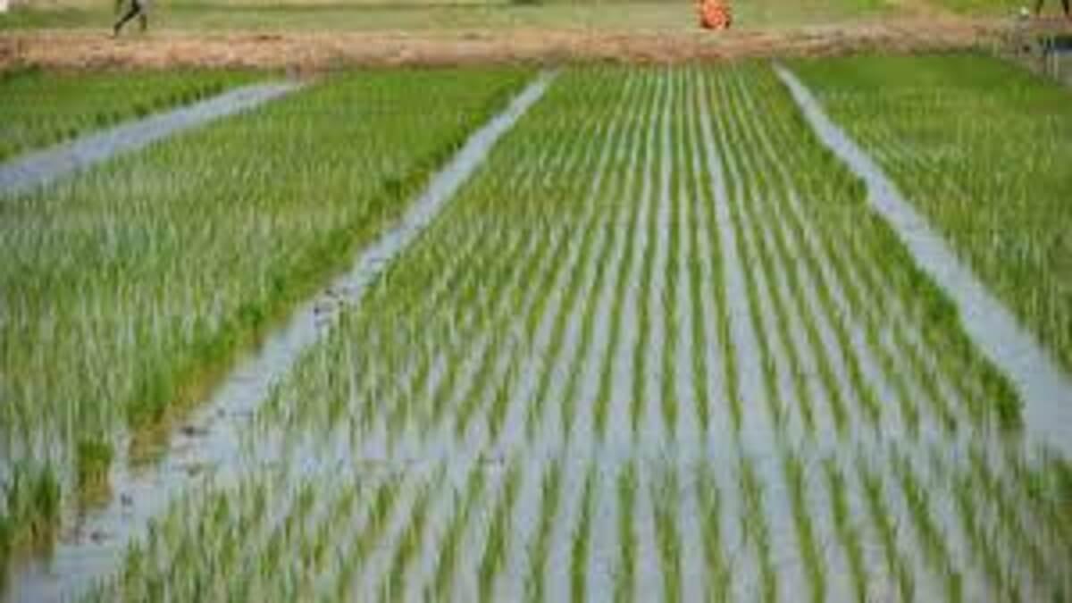 Jigawa State Banks On Agriculture To Eradicate Poverty, Targets Record Rice Production