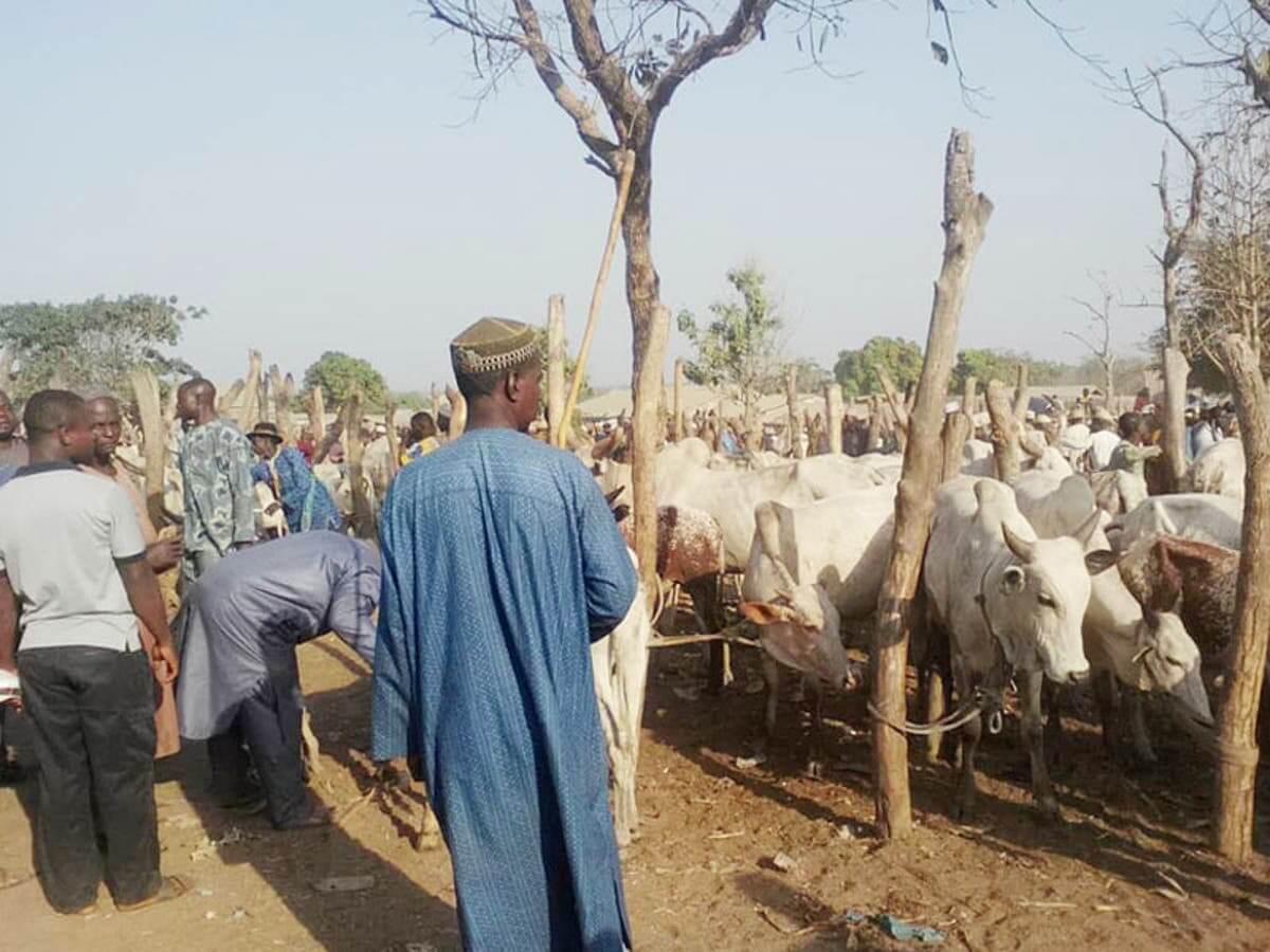 Kwara Cattle Market Hit By Organophosphate Poisoning, See Precautions