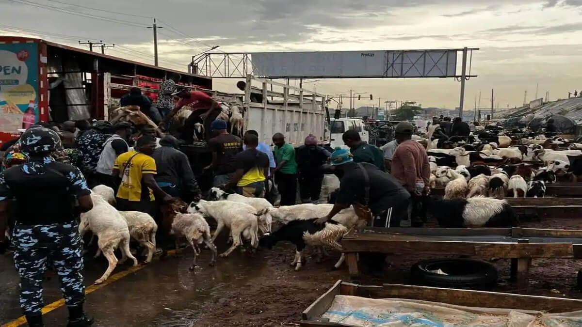 Lagos State Government Cracks Down On Illegal Roadside Livestock Sales