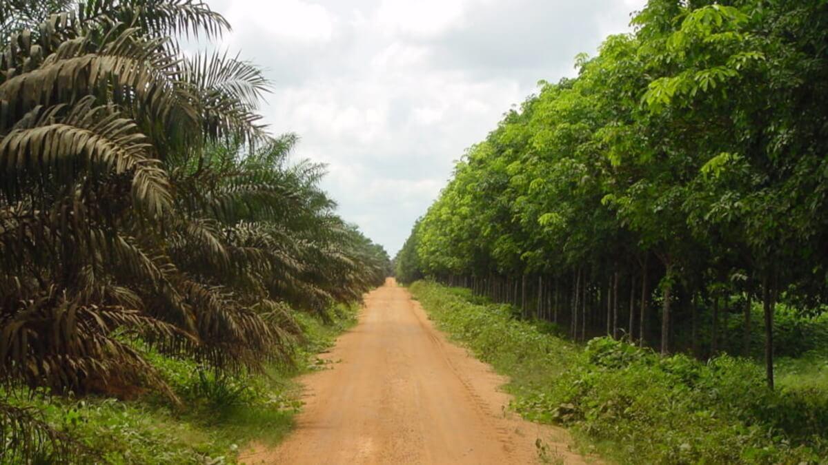 Multi-Billion Naira Okomu Oil Palm in Edo State Threatens Shut Down Due to Insecurity
