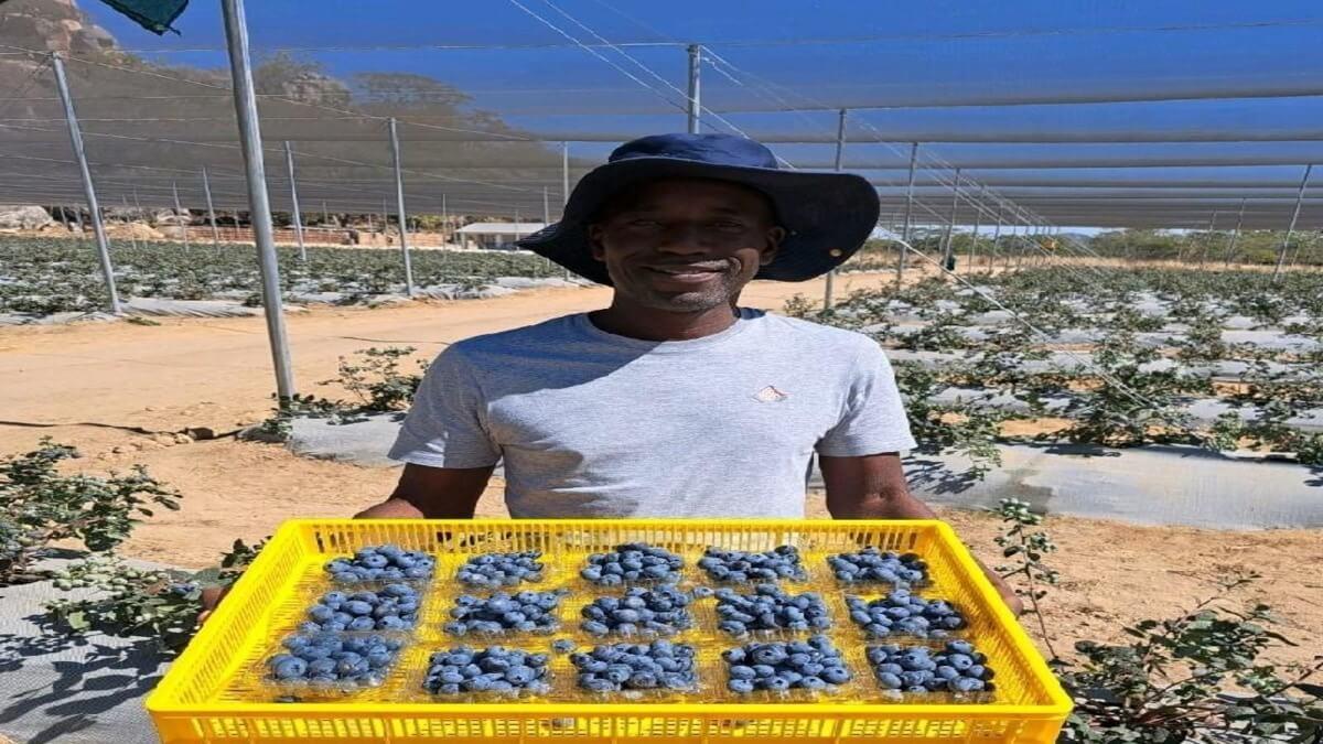 Zimbabwean Blueberry Farmers Set Sights On China's Lucrative Market