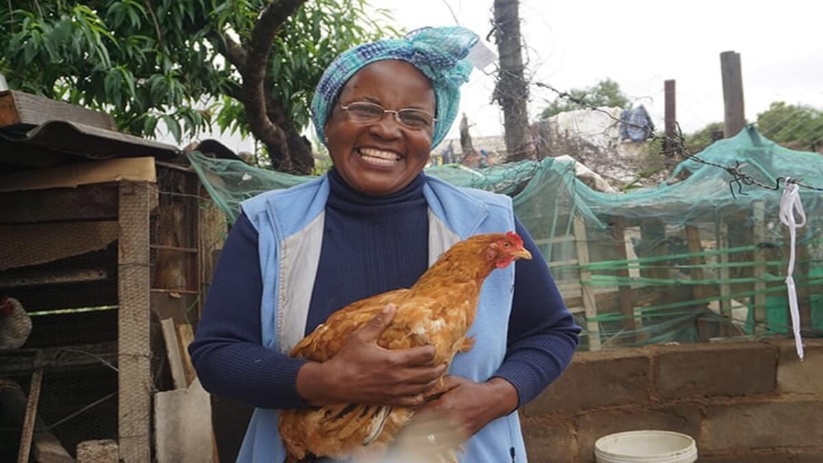 Zimbabwe Boosts Rural Livelihoods With Distribution Of 1.5 Million Birds Under Poultry Scheme