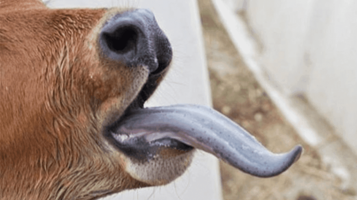 Bluetongue Disease Threatens Essex, South East England Livestock Farmers