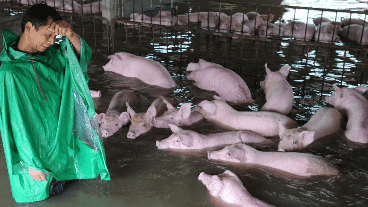 Livestock Farmers In Brazil Suffer Huge Loss As Over 12,000 Hogs And 279,000 Poultry Perish In Flood