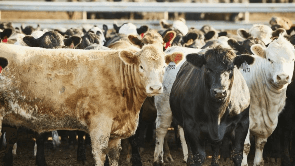 Canadian Government Invests $1.6 Million To Boost Angus Genetic Tools