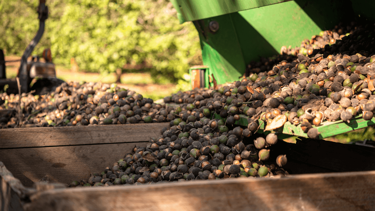 Global In-Shell Macadamia Nut Production To Surge By 7% In 2024
