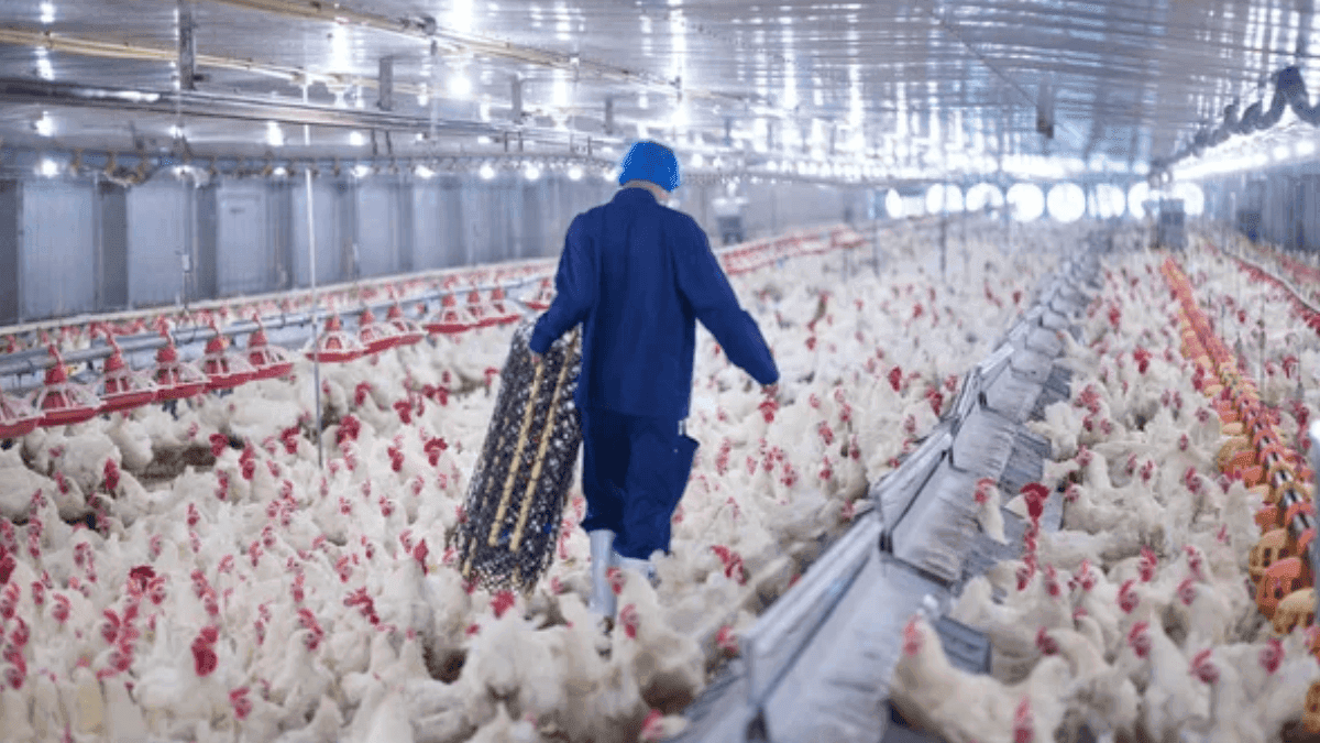 French Farmers Criticise Ukrainian Giga-Poultry Farms In Croatia