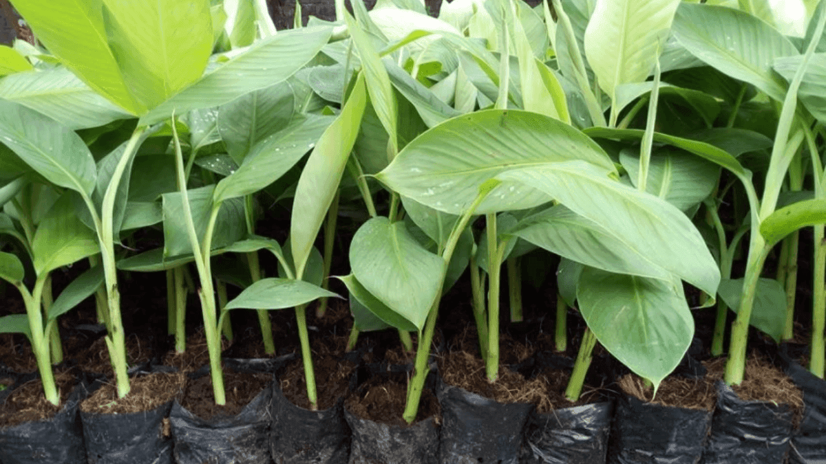 Niger State To Share 12,000 Banana Suckers To 3,000 Households In Green Economy Initiative