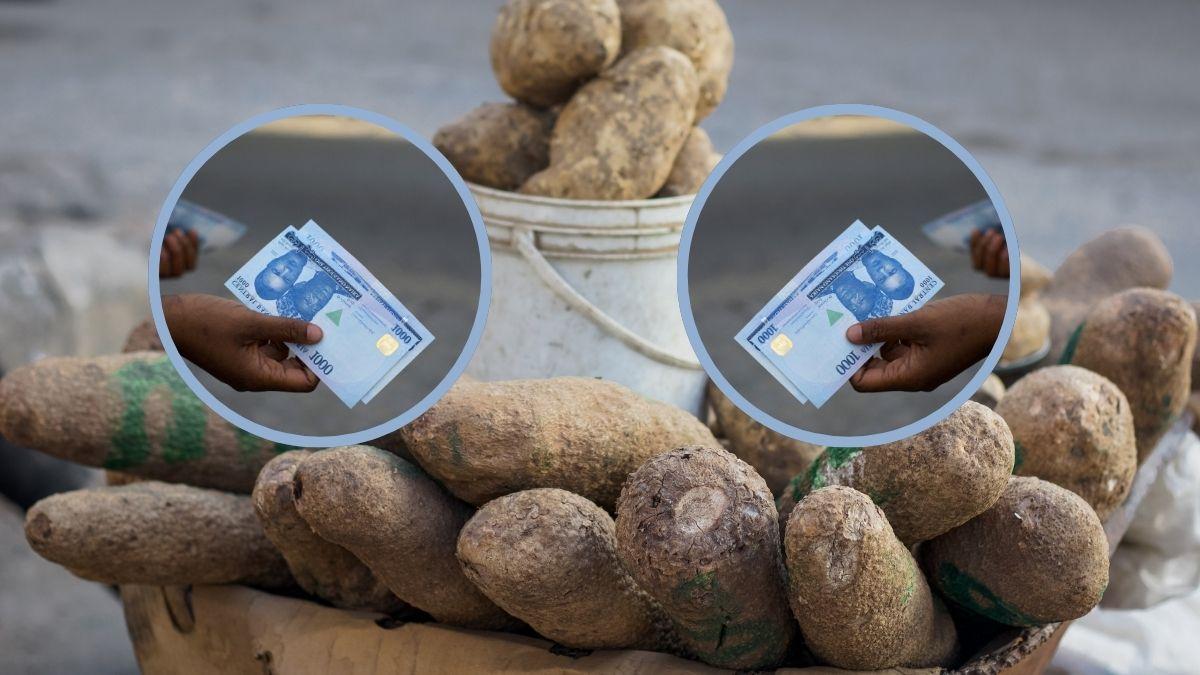 Exclusive Report: Yam Is Now A Luxury Beyond Reach Of Many Nigerians