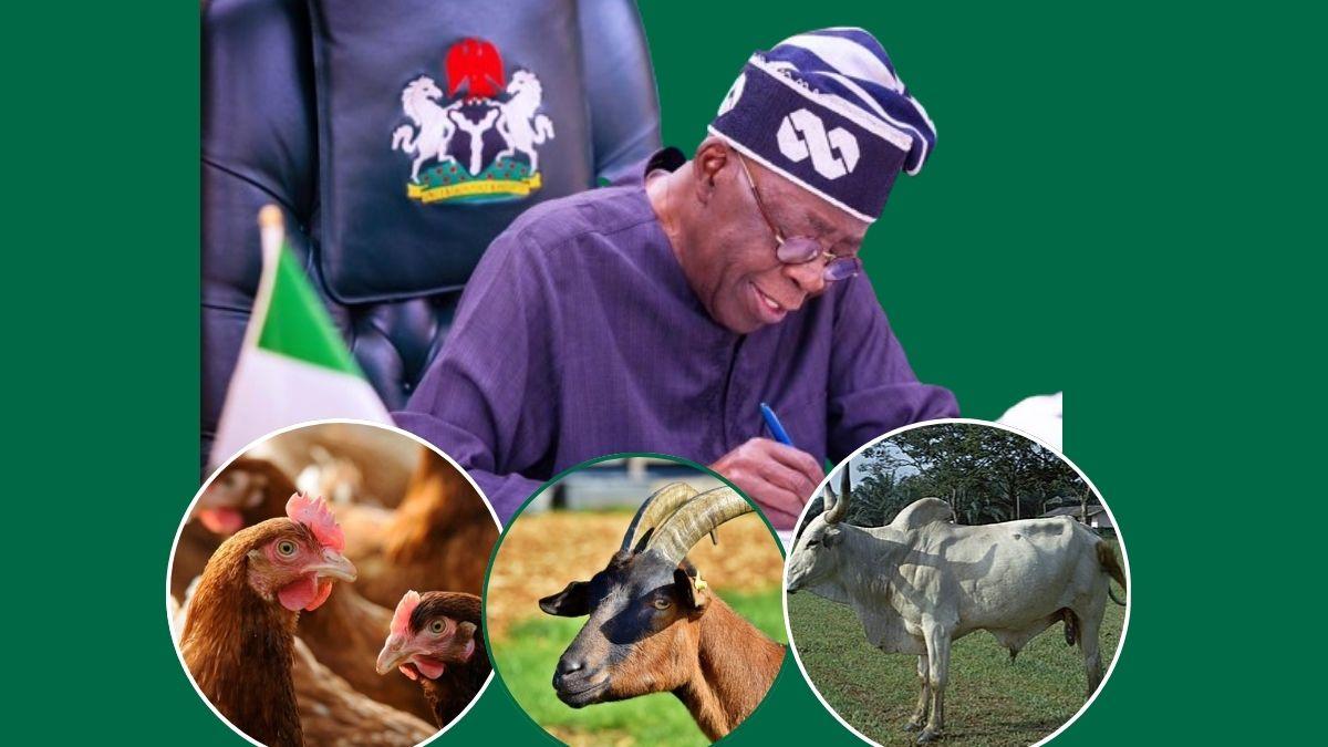 Tinubu Calls For Nigeria’s $1.5bn Dairy Imports Reduction