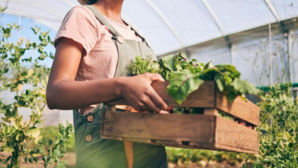 Agriculture Contribution To Nigeria's GDP Is Falling