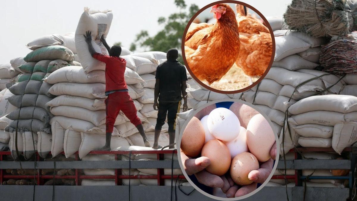 Poultry Association Seeks Maize Import Licence To Reduce Production Costs