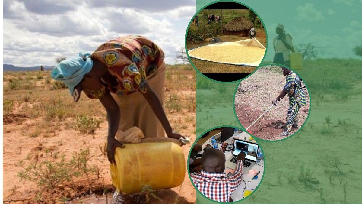 Five ways maize farmers can take advantage of the little dry season (August break)