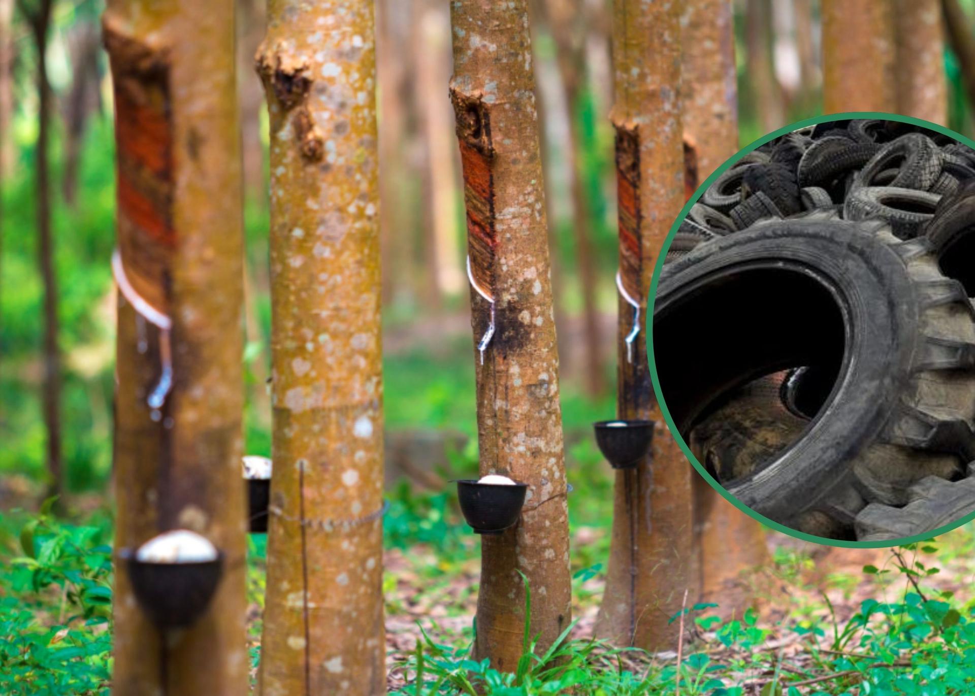 Deteriorating Infrastructure, Internal Crisis Dip Cameroon's Rubber Industry Fortunes
