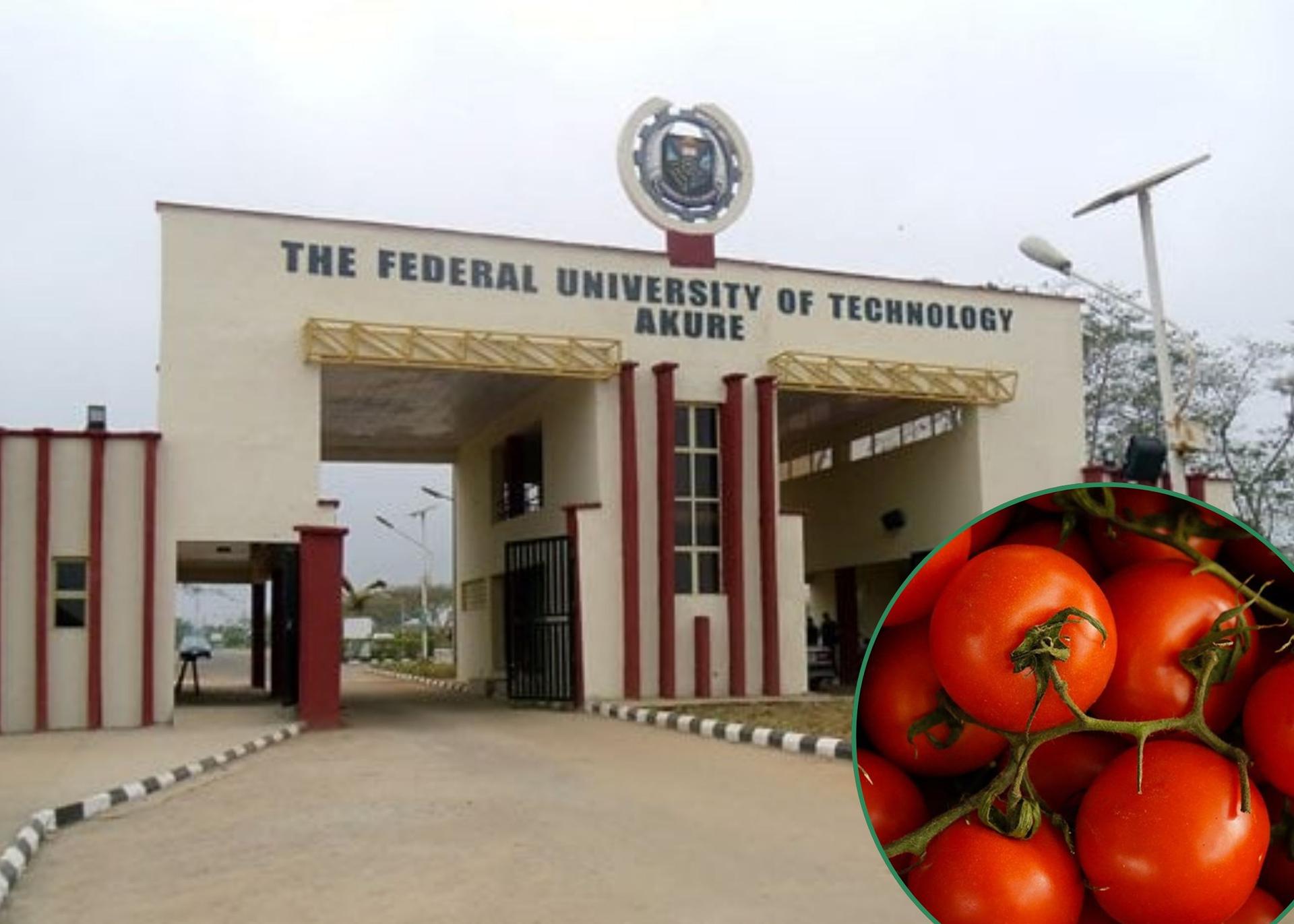 FUTA Eyes Sustained EVA-F1 Hybrid Tomatoes Cultivation