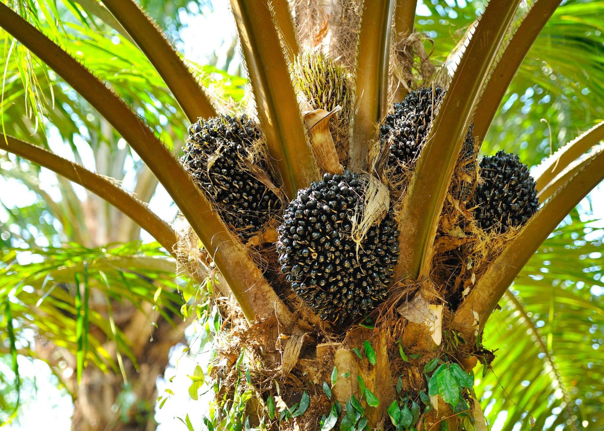 Nigeria's Palm Oil Production Stagnates Despite Rising Trend Since 2014