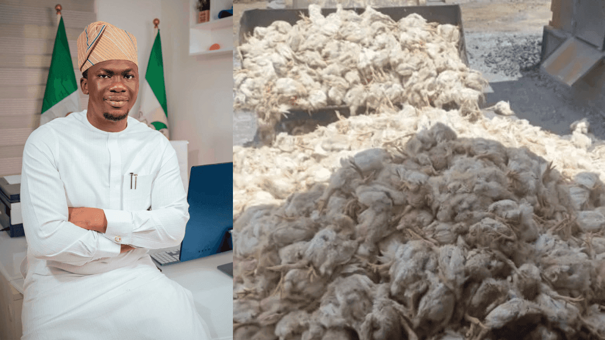 50 Workers Lose Jobs, 5,000 Birds Dead As Abuja FCDA Demolish Poultry Farm