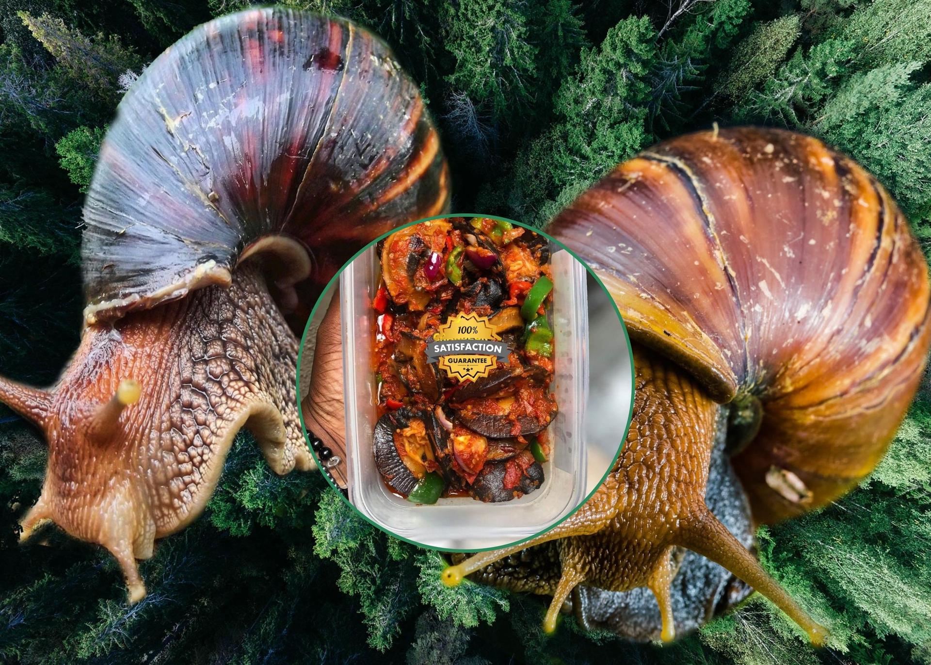 5 Steps To Start A Snail Farm In Nigeria With A Small Budget (2024 Update)