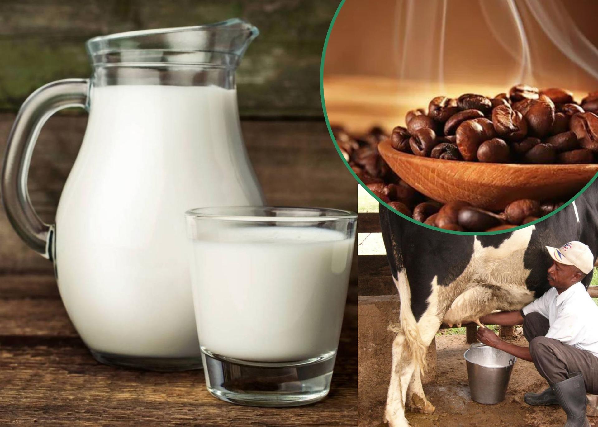 Uganda To Begin Milk, Coffee Exports To Nigeria