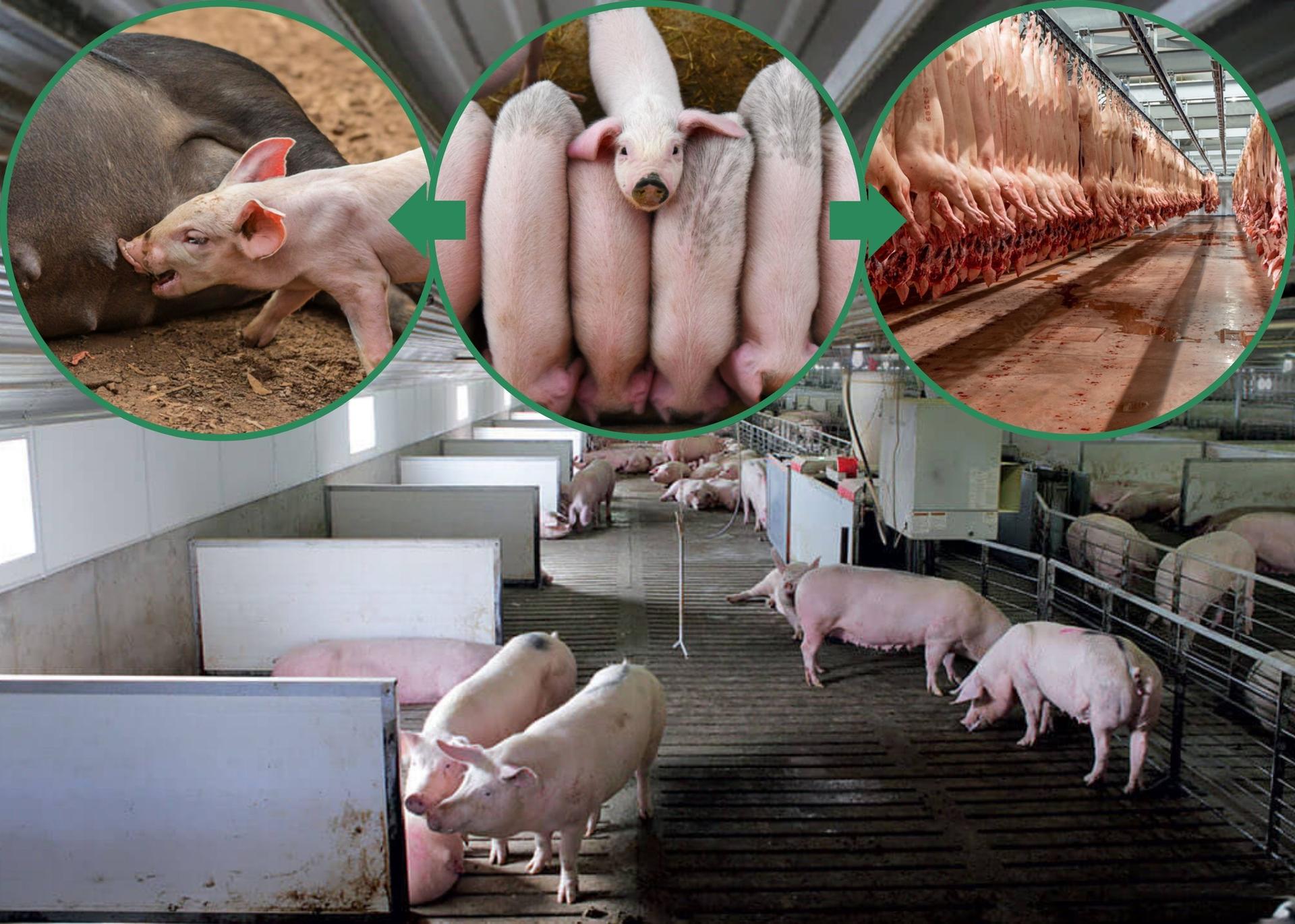 Five steps to start a successful pig farm in Nigeria 2024