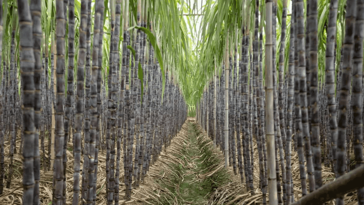 Niger State Seals Agreement For 148,000Ha Sugarcane Plantation