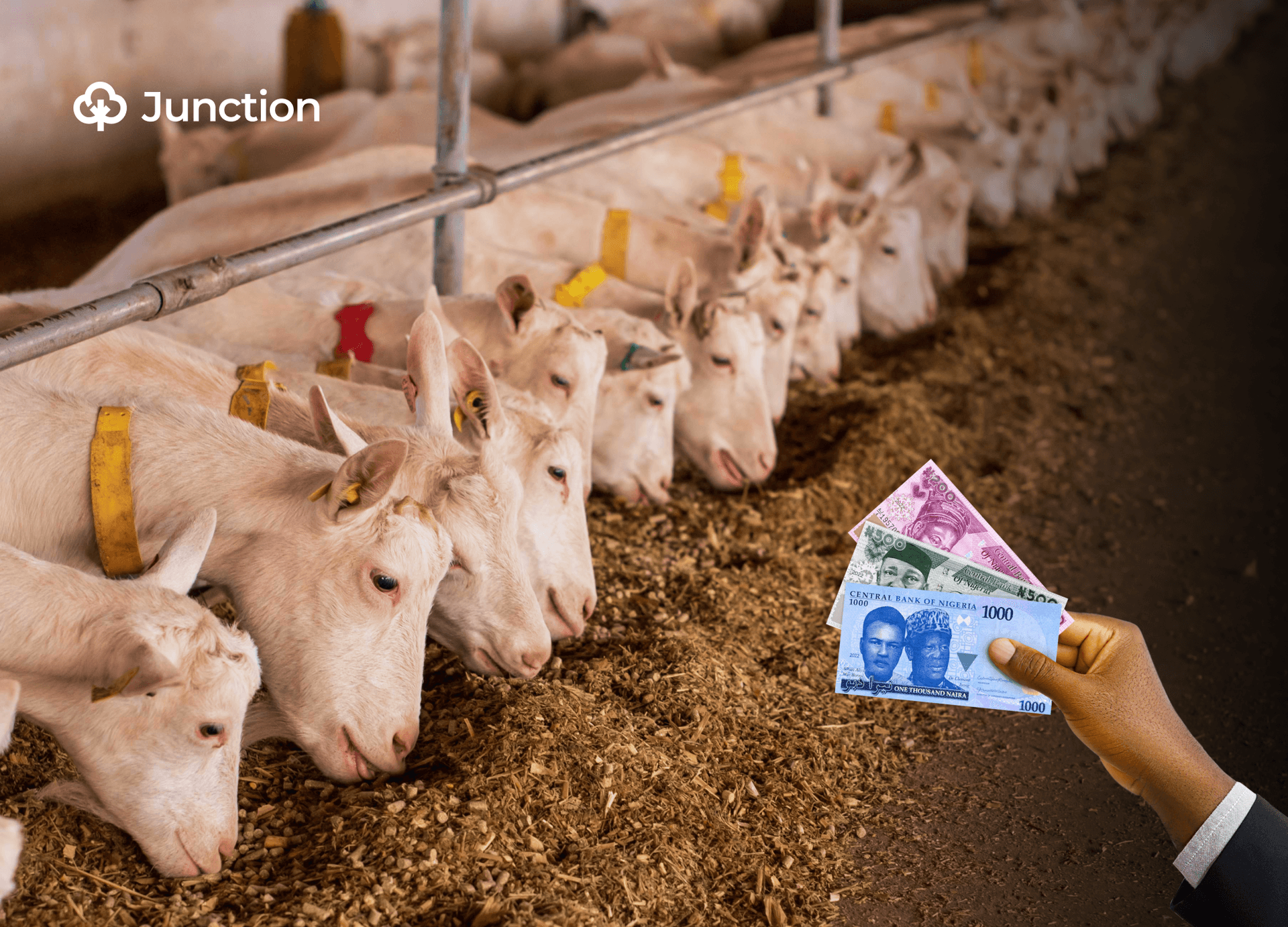 How a Nigerian mother started a thriving goat business with less than ₦500,000