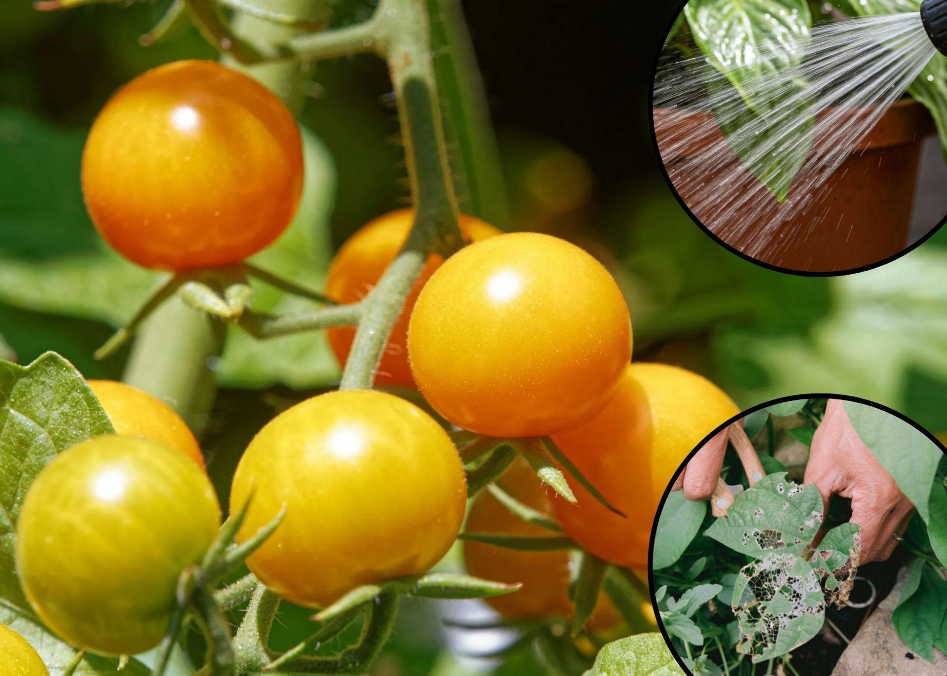 Five ways to boost tomato yield in your garden